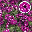 Bild von Petunia P12 Royal Sky